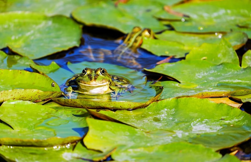 Enchanted Ponds