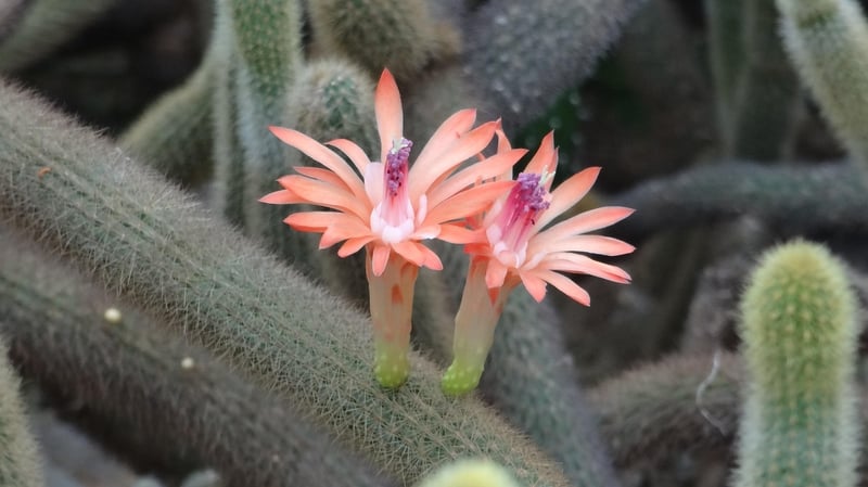 Fairy Flowers