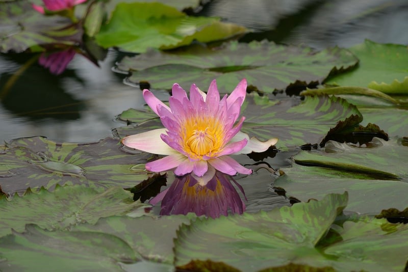 Tranquil Pond